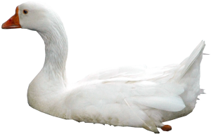 Swan PNG-20189